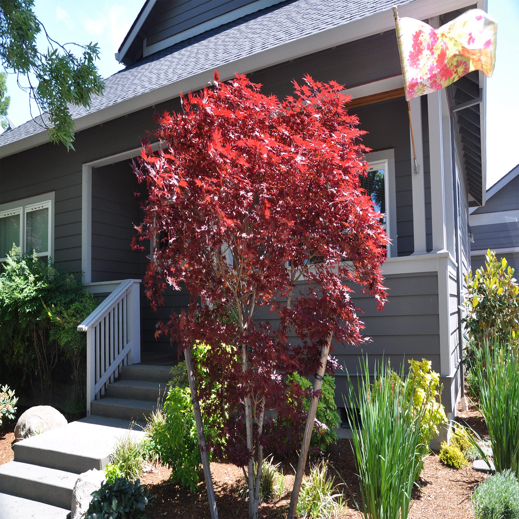 Amazon.com: 10 顆Bloodgood 日本楓樹種子,(Acer Palmatum),紅